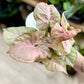 Syngonium NEON ROBUSTA