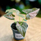 Syngonium PINK SPLASH