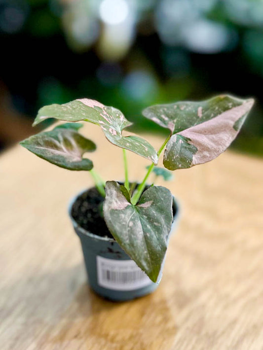 Syngonium PINK SPLASH