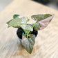 Syngonium PINK SPLASH
