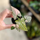 Syngonium PINK SPLASH