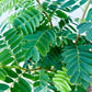 Tamarindus INDICA