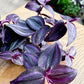 Tradescantia DEEP PURPLE