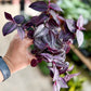 Tradescantia DEEP PURPLE