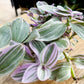 Tradescantia NANOUK
