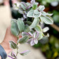 Tradescantia NANOUK