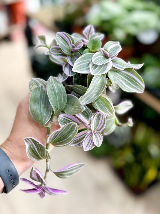 Tradescantia NANOUK