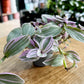 Tradescantia NANOUK
