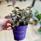 Tradescantia PALIDA PURPLE HEART