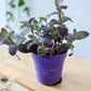 Tradescantia PALIDA PURPLE HEART