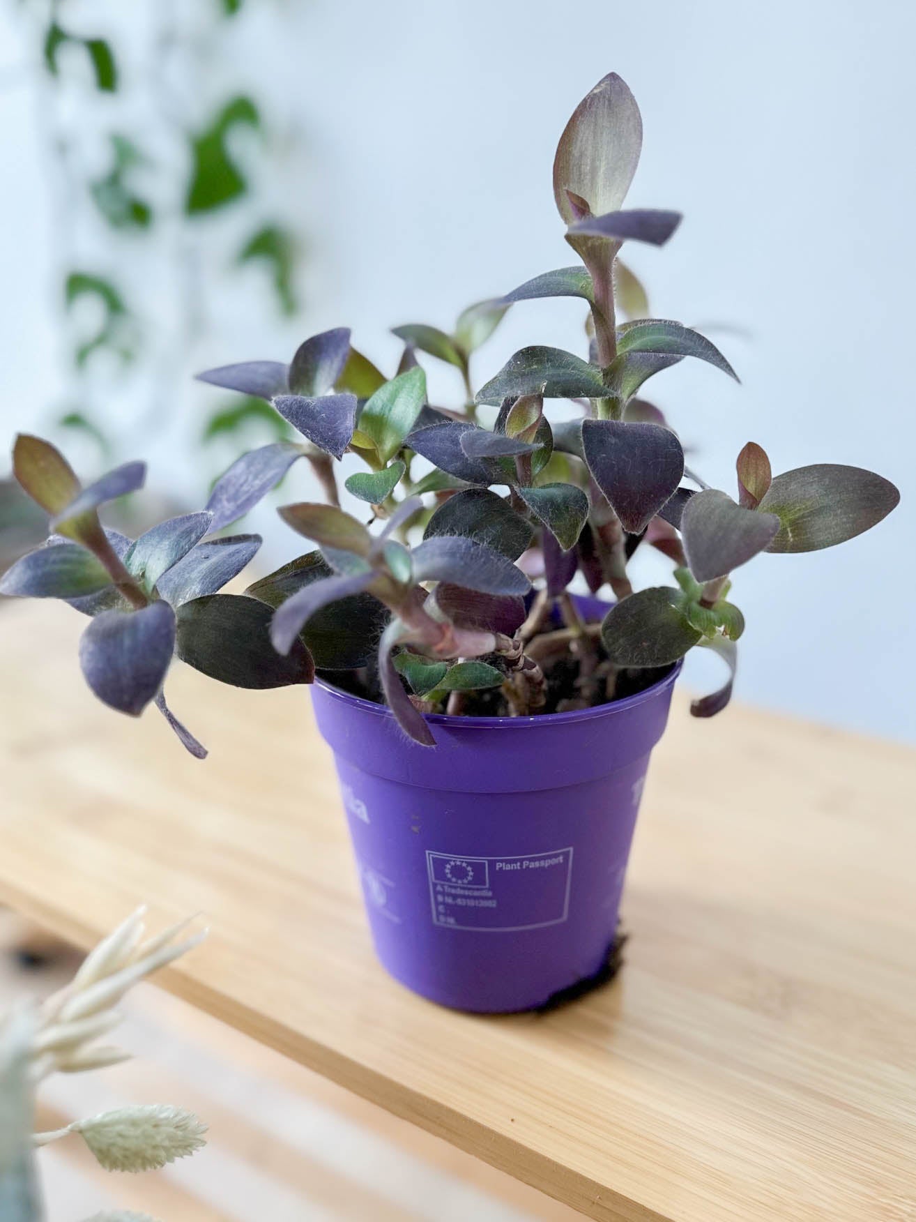 Tradescantia PALIDA PURPLE HEART