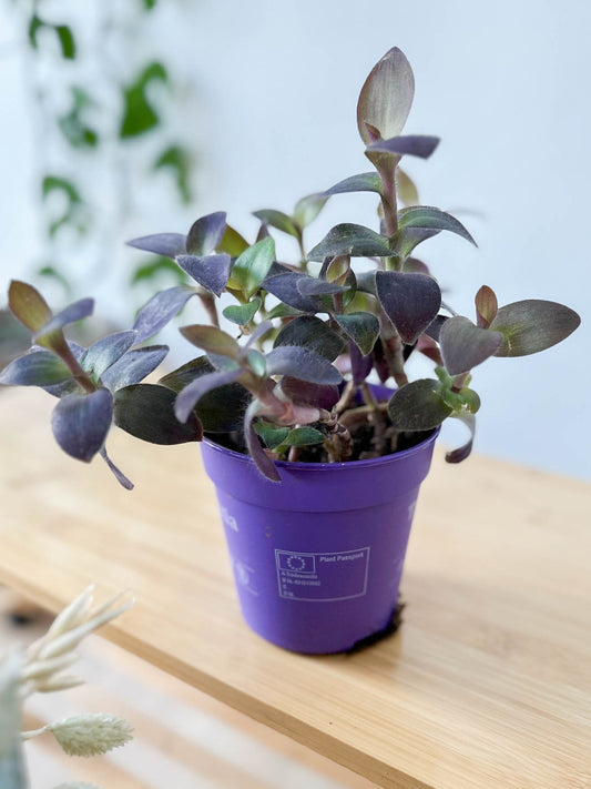 Tradescantia PALIDA PURPLE HEART