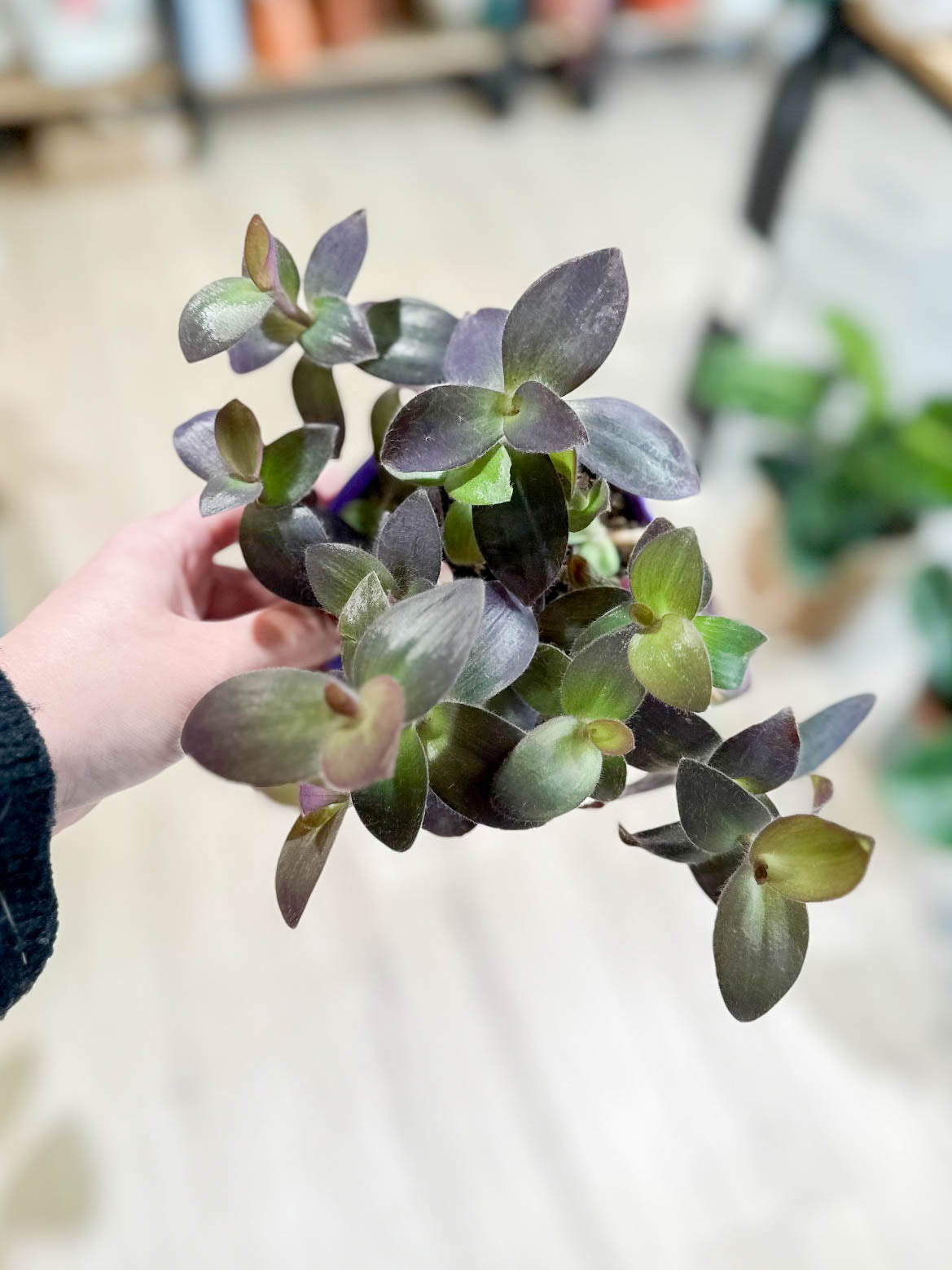 Tradescantia PALIDA PURPLE HEART