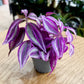 Tradescantia PURPLE PASSION