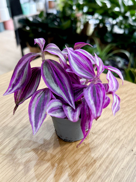 Tradescantia PURPLE PASSION