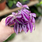 Tradescantia PURPLE PASSION