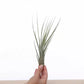 Tillandsia JUNCEA