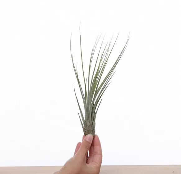 Tillandsia JUNCEA