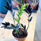 Zamioculcas RAVEN