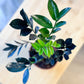Zamioculcas RAVEN