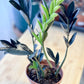 Zamioculcas RAVEN