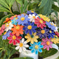 Fleurs en céramique MARGUERITE