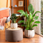 Cache pot WASHED CREAM