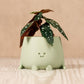HAPPY POT - Sauge