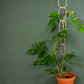 CHAINES EN LAITON pour plantes grimpantes