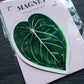 Magnet feuille - ANTHURIUM CRYSTALLINUM