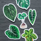 Magnet feuille - ANTHURIUM CRYSTALLINUM