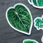 Magnet feuille - ANTHURIUM CRYSTALLINUM