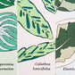 Marque-pages CALATHEA LANCIFOLIA