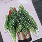 Magnet - BEGONIA MACULATA