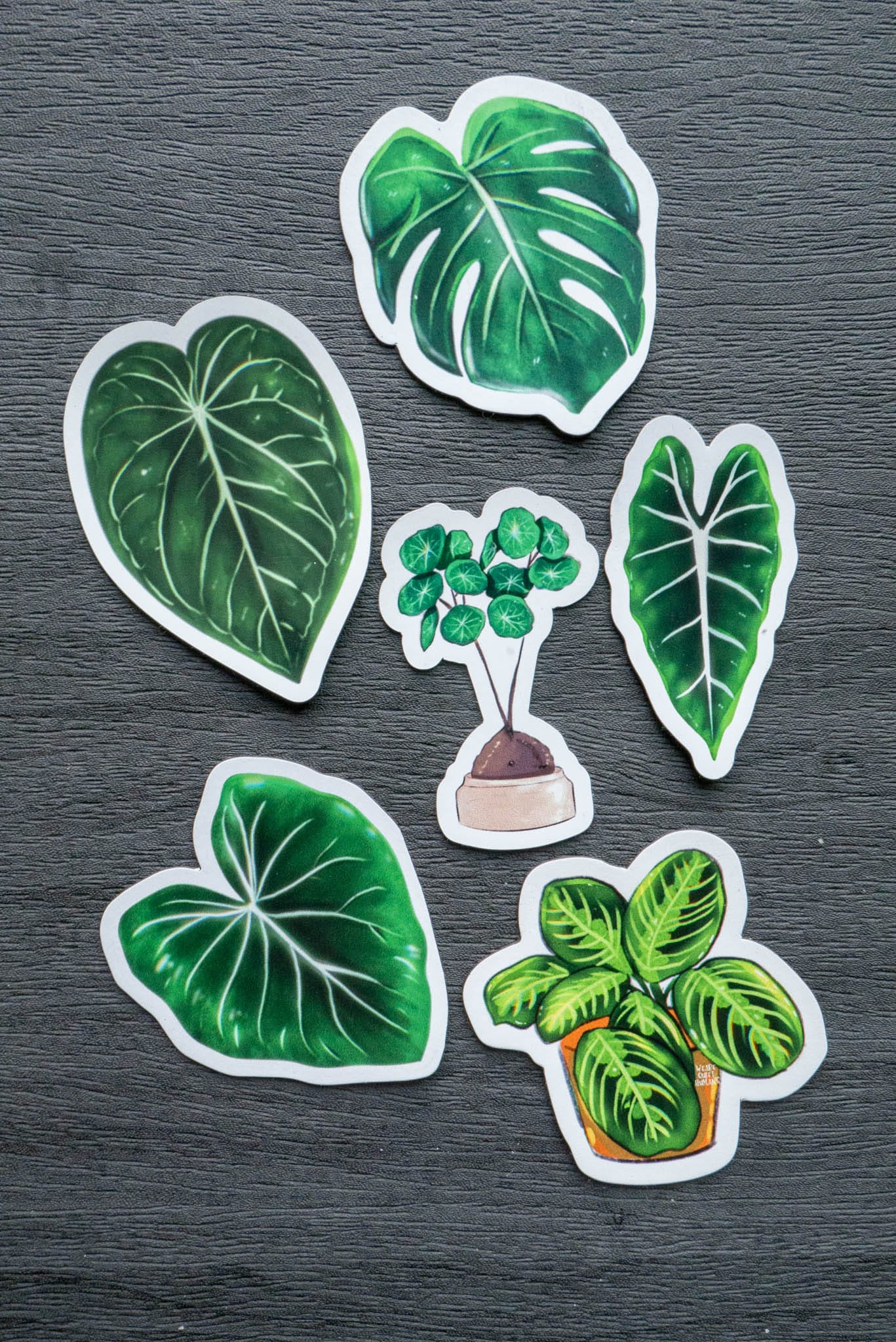 Magnet feuille - PHILODENDRON