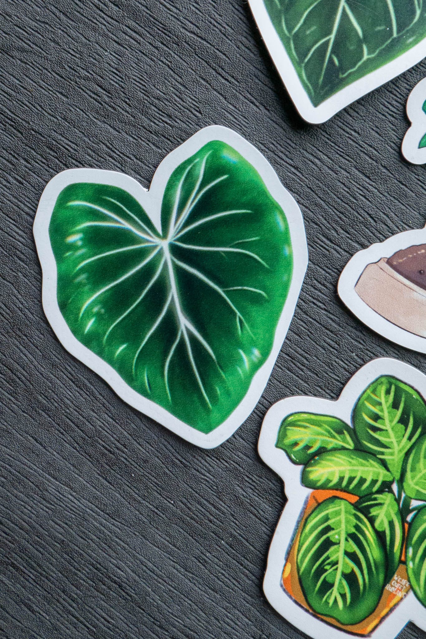 Magnet feuille - PHILODENDRON