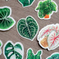 Sticker - BEGONIA MACULATA