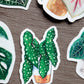 Sticker - BEGONIA MACULATA