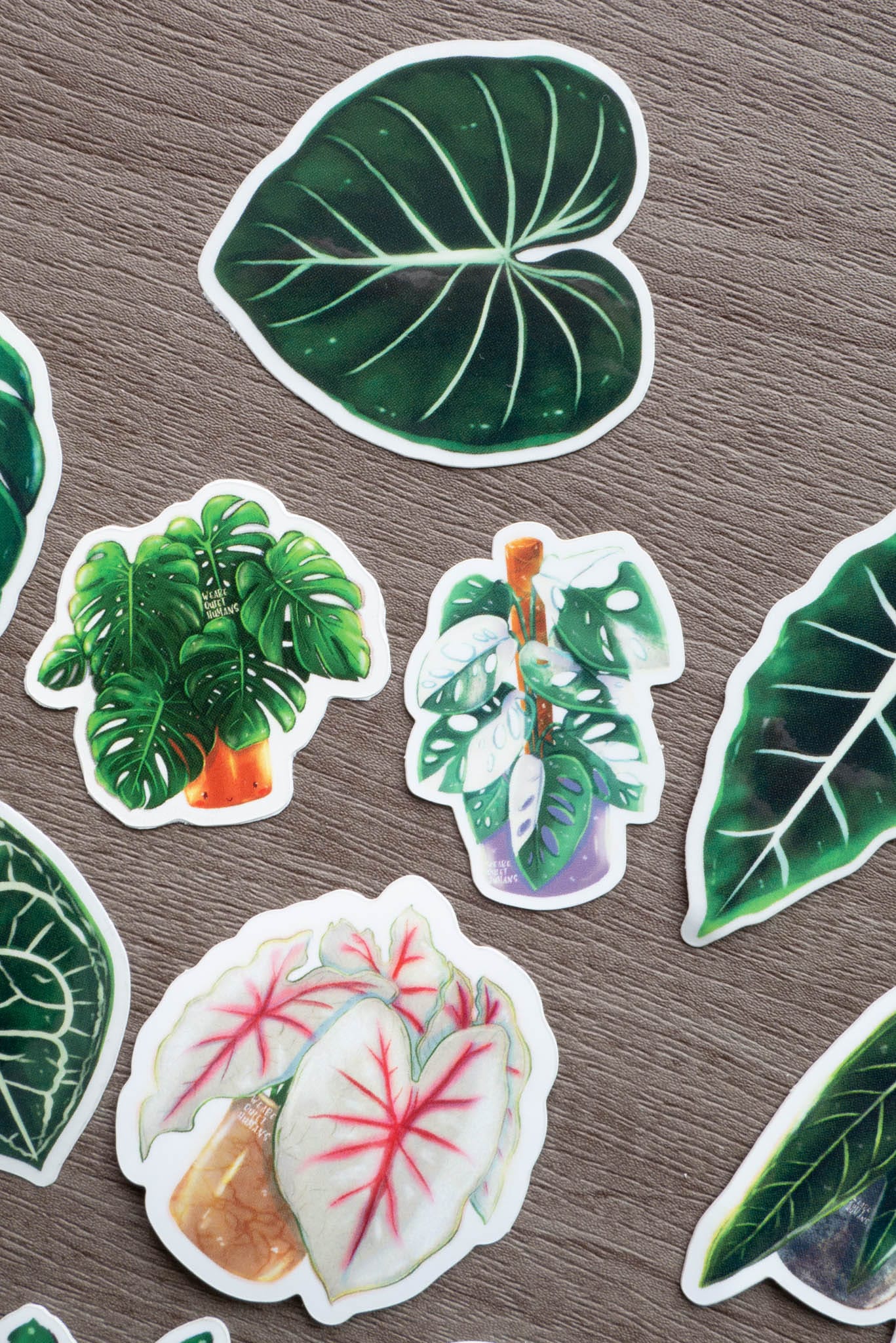 Sticker - MONSTERA ADANSONII VARIEGATA