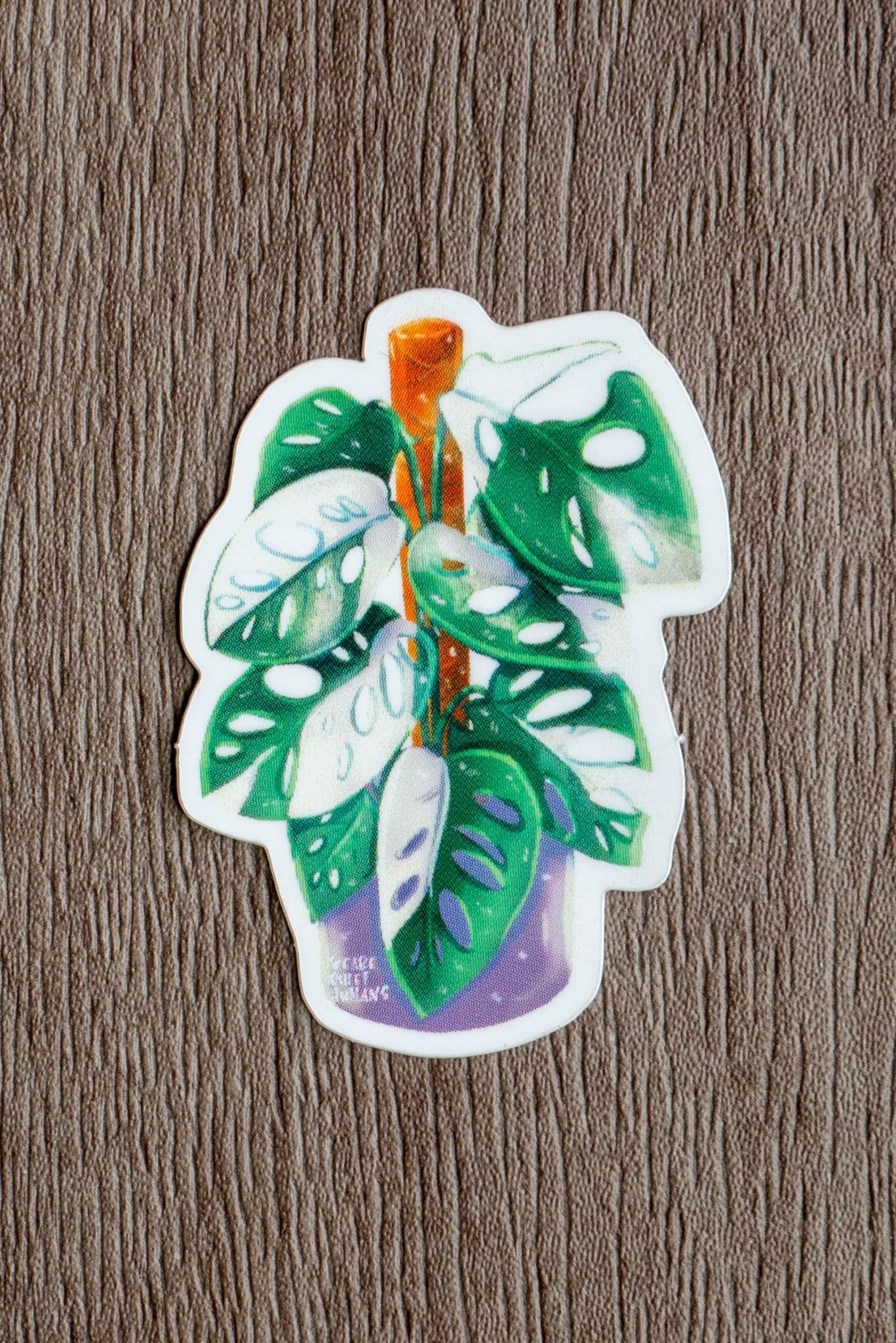 Sticker - MONSTERA ADANSONII VARIEGATA