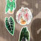 Sticker - BEGONIA MACULATA